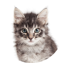 giftbox-cat-1