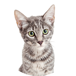giftbox-cat-2