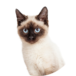 giftbox-cat-4