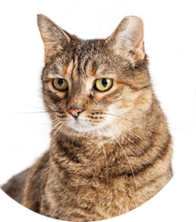 giftbox-cat-5